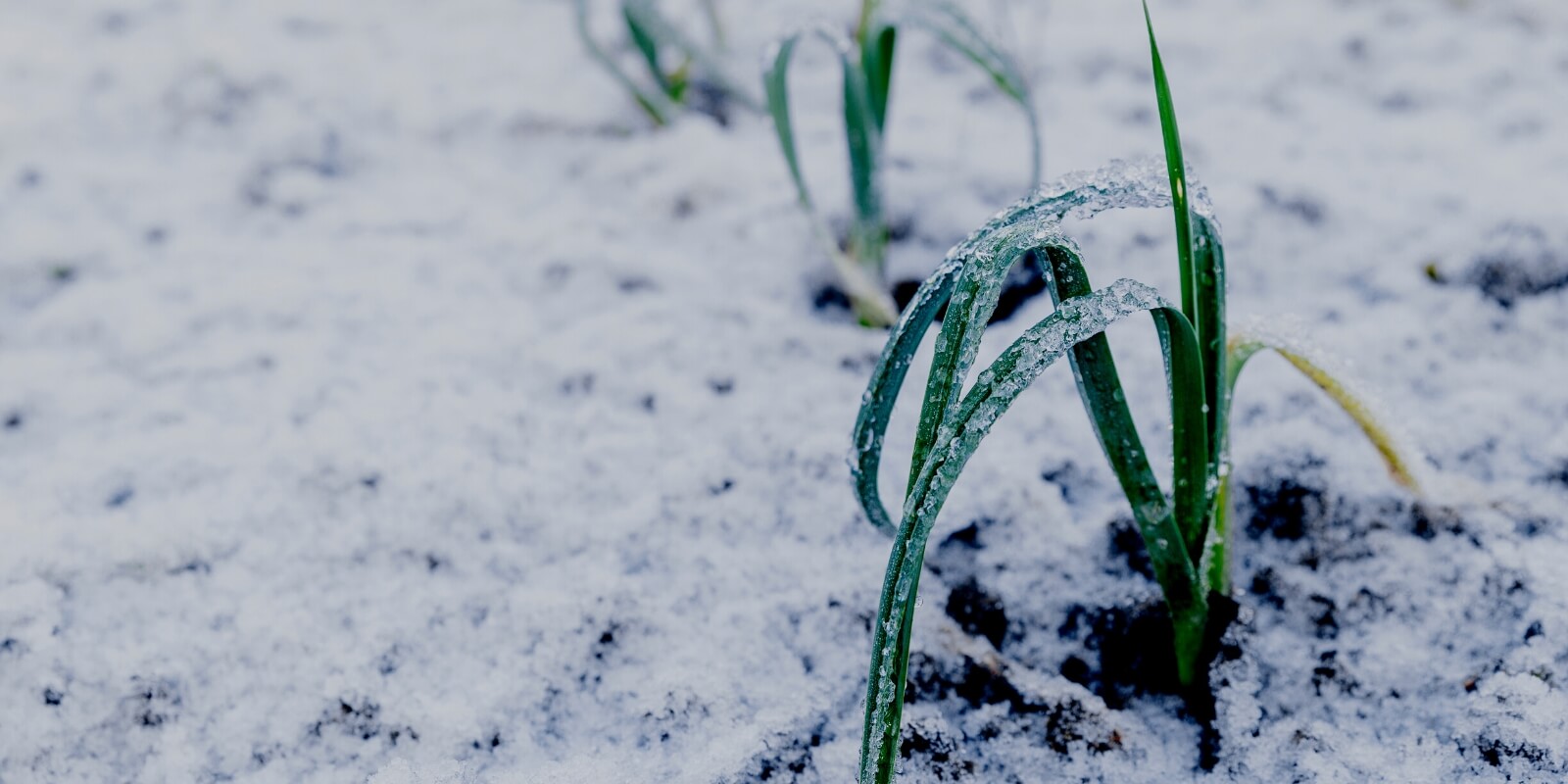 A UK allotment site through the seasons