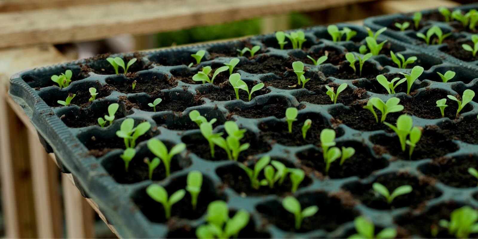 How to Start an Allotment in the UK: A Complete Beginner's Guide