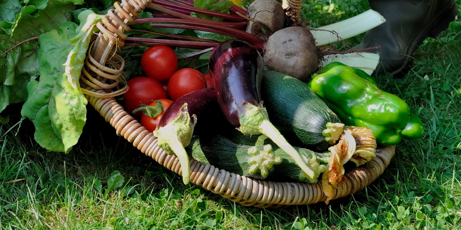A productive UK allotment site in summer