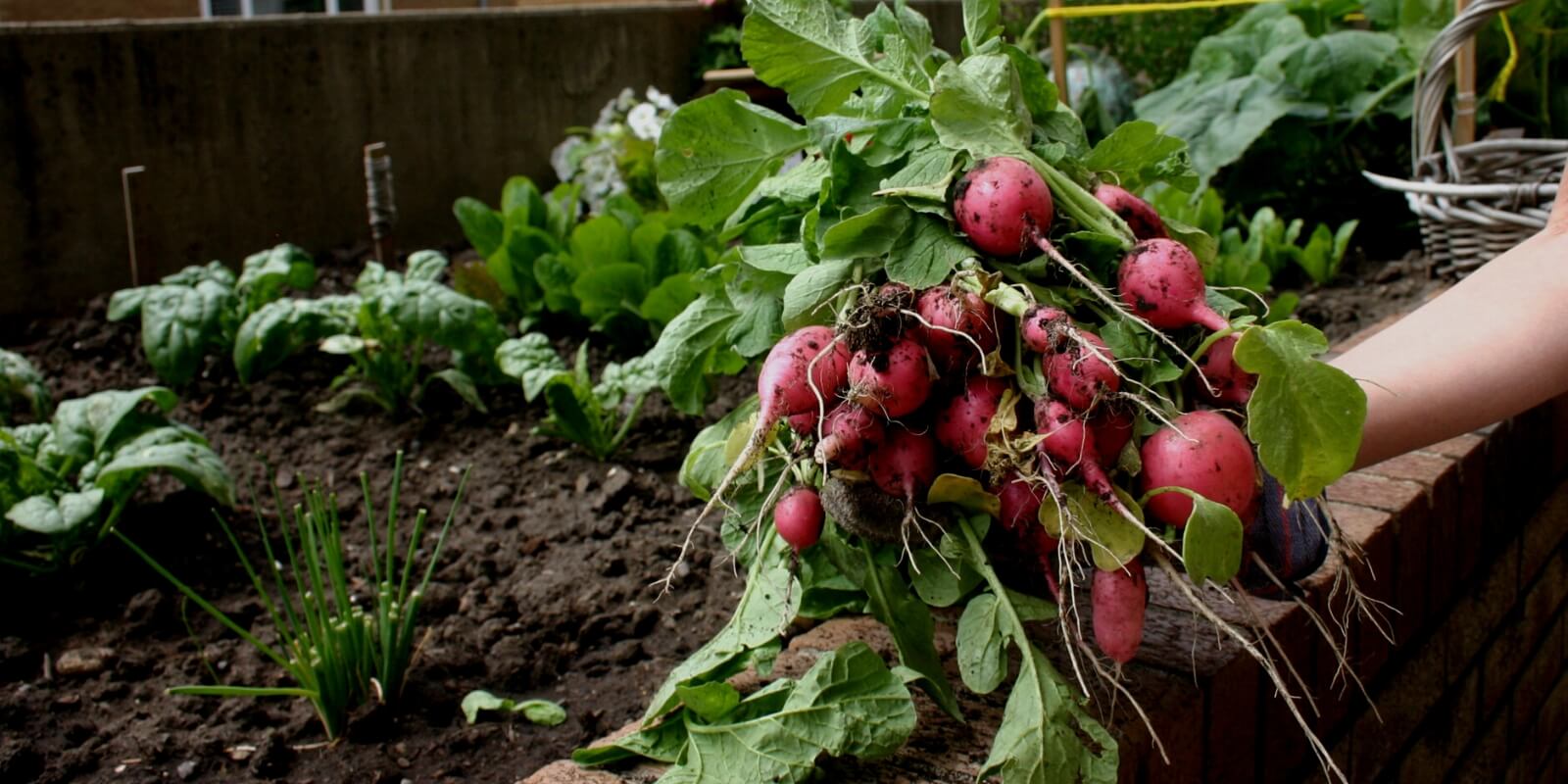 UK Allotment Waiting Lists: How Long is the Wait and What Can You Do?