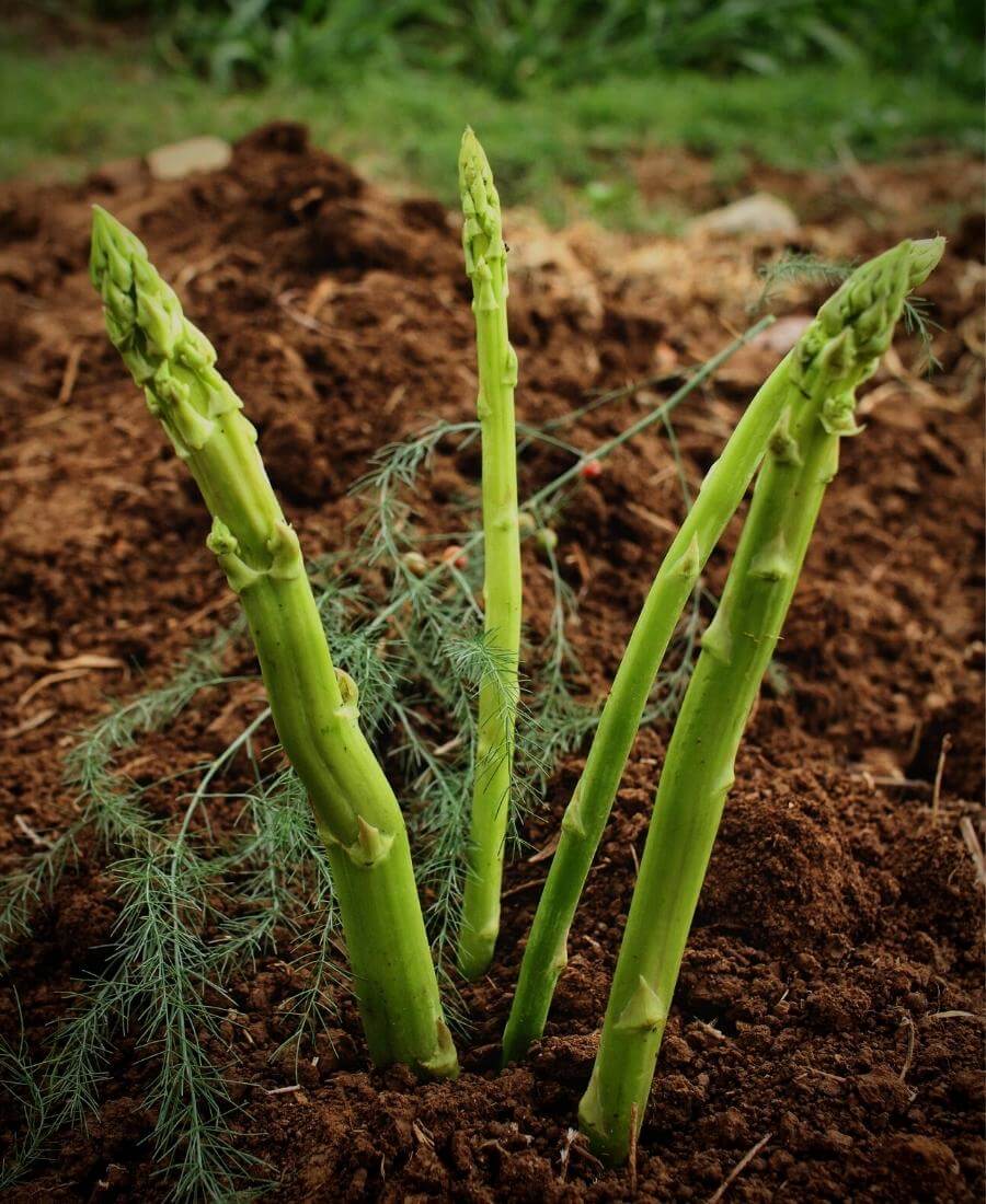 Asparagus