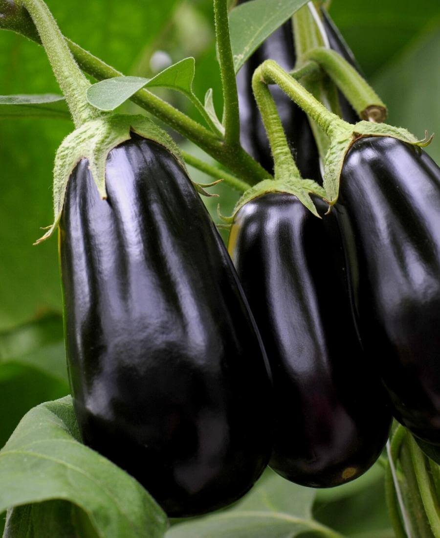 Aubergine