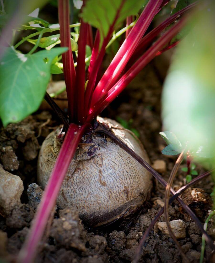 Beetroot