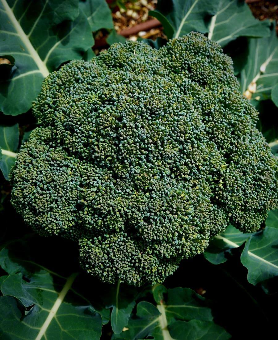 Broccoli