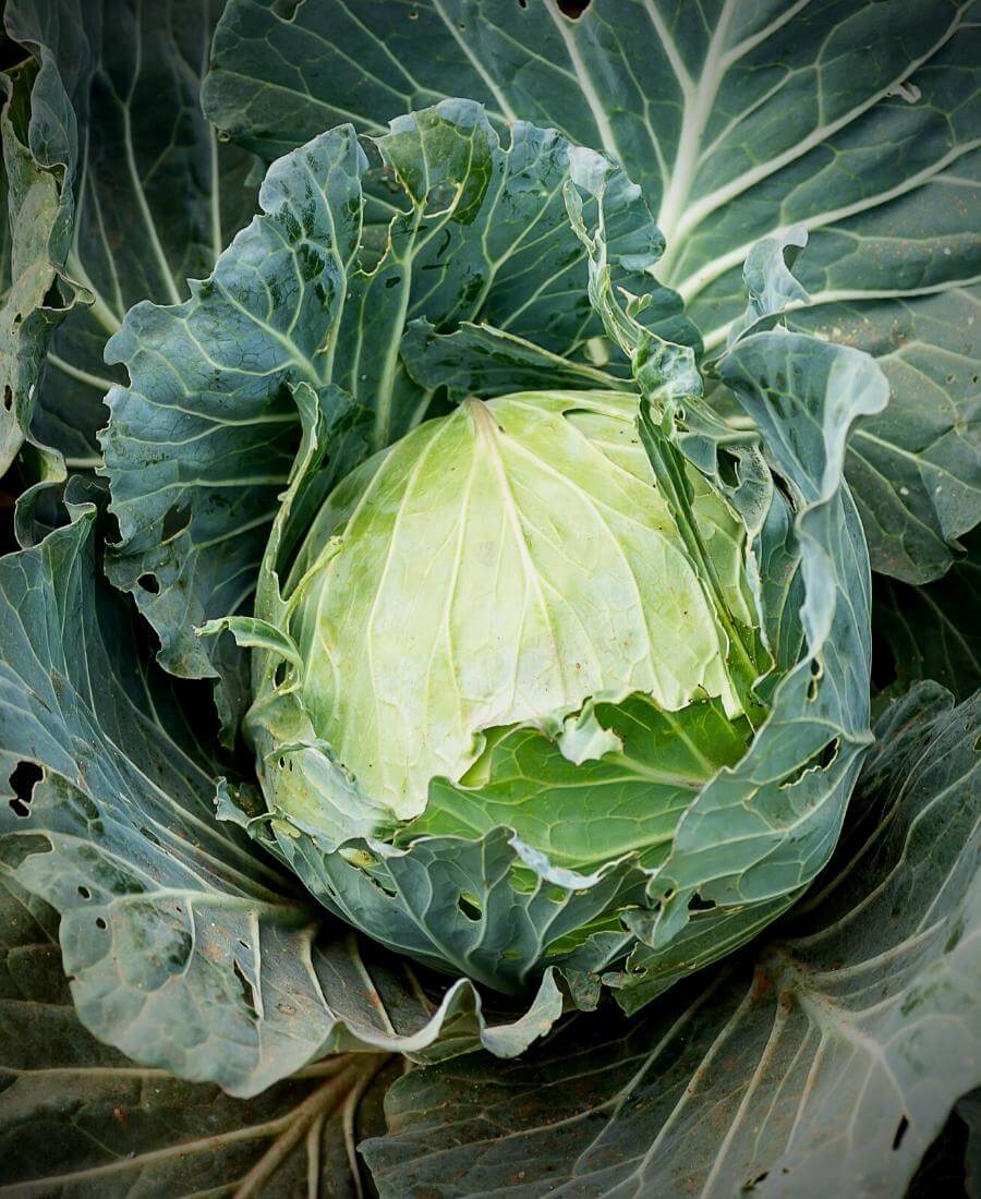 Cabbage