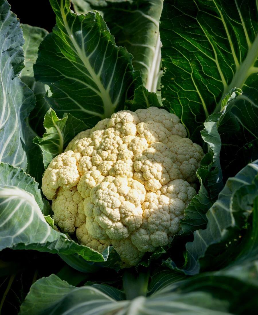 Cauliflower
