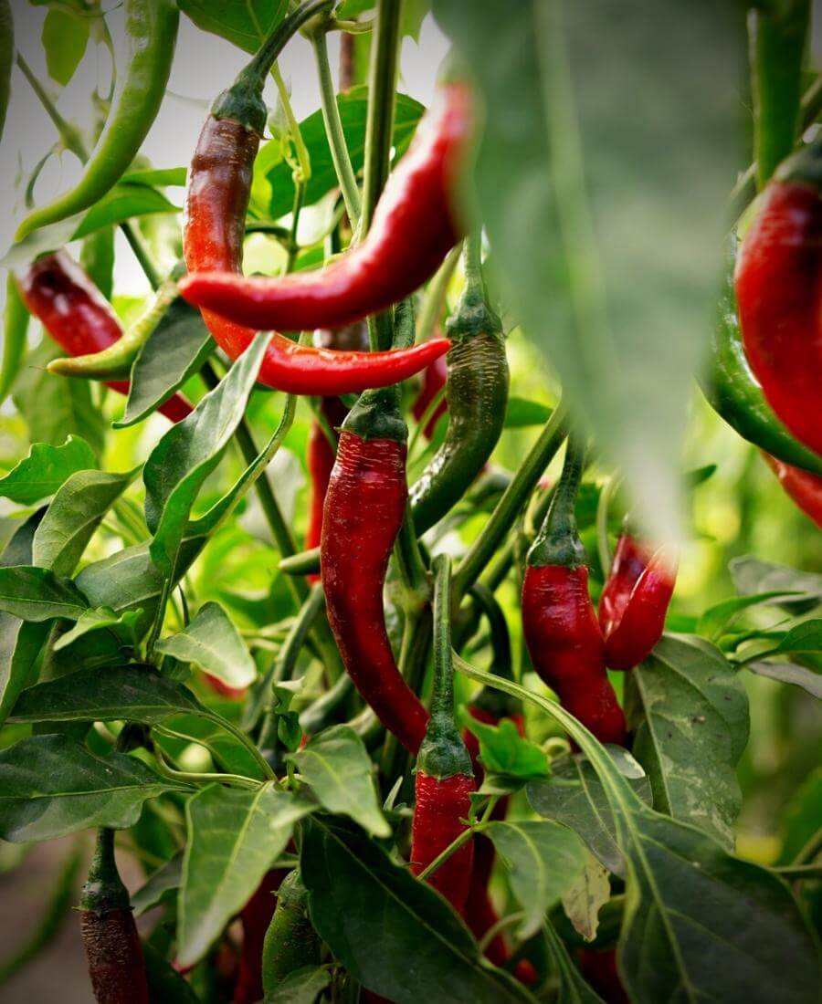Chillies