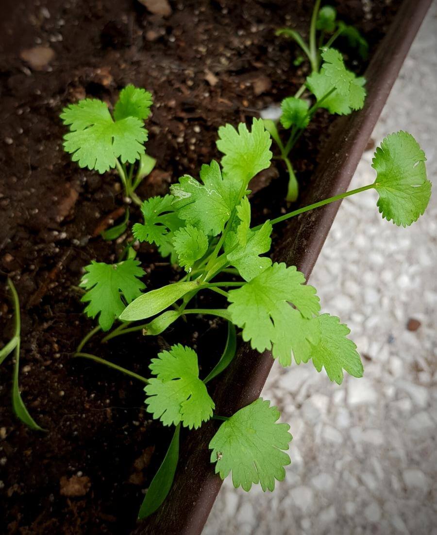 Coriander