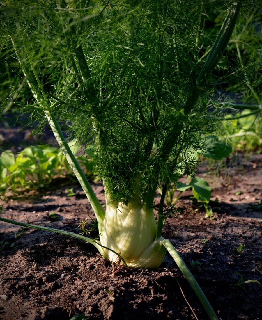 Fennel