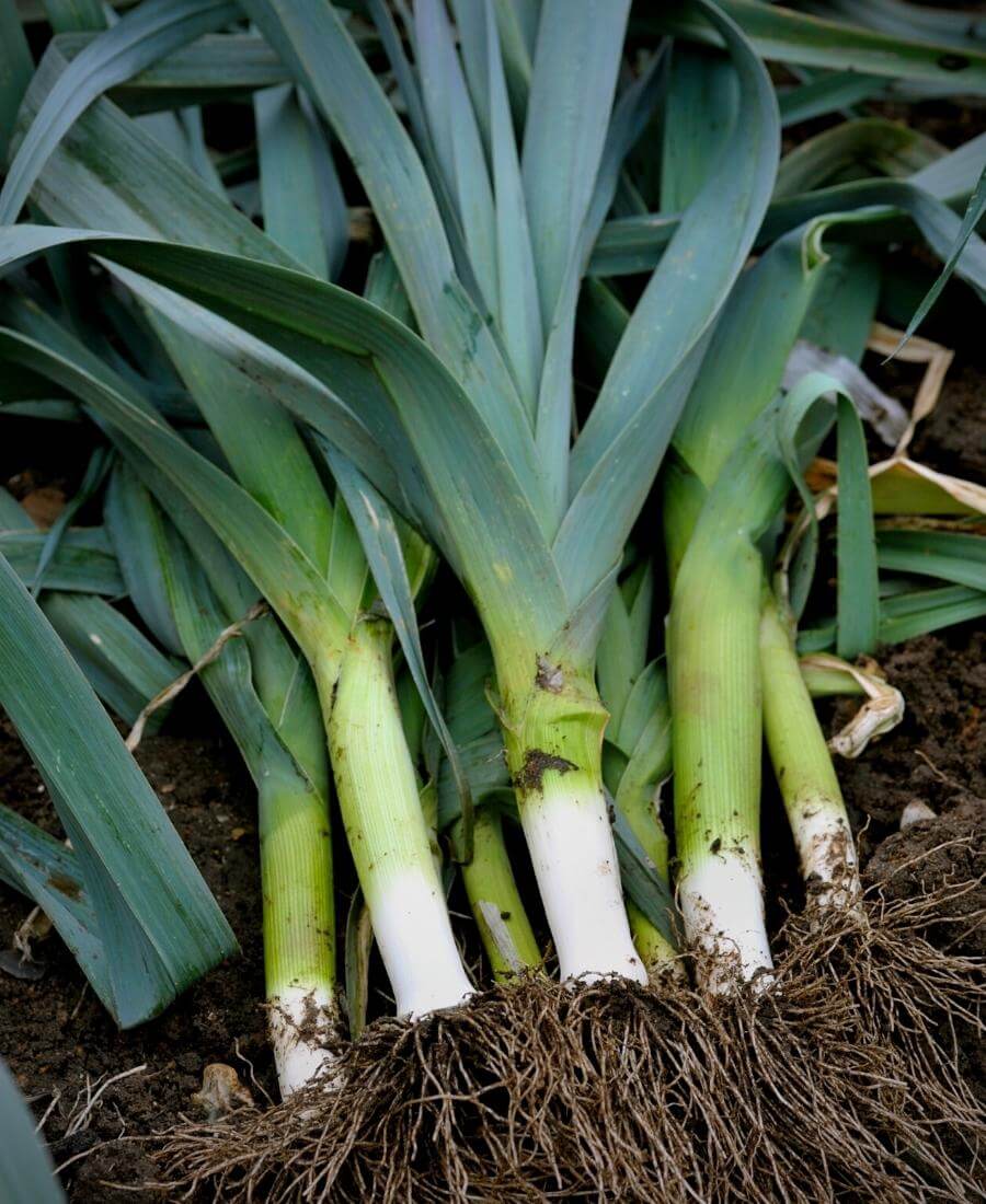 Leeks