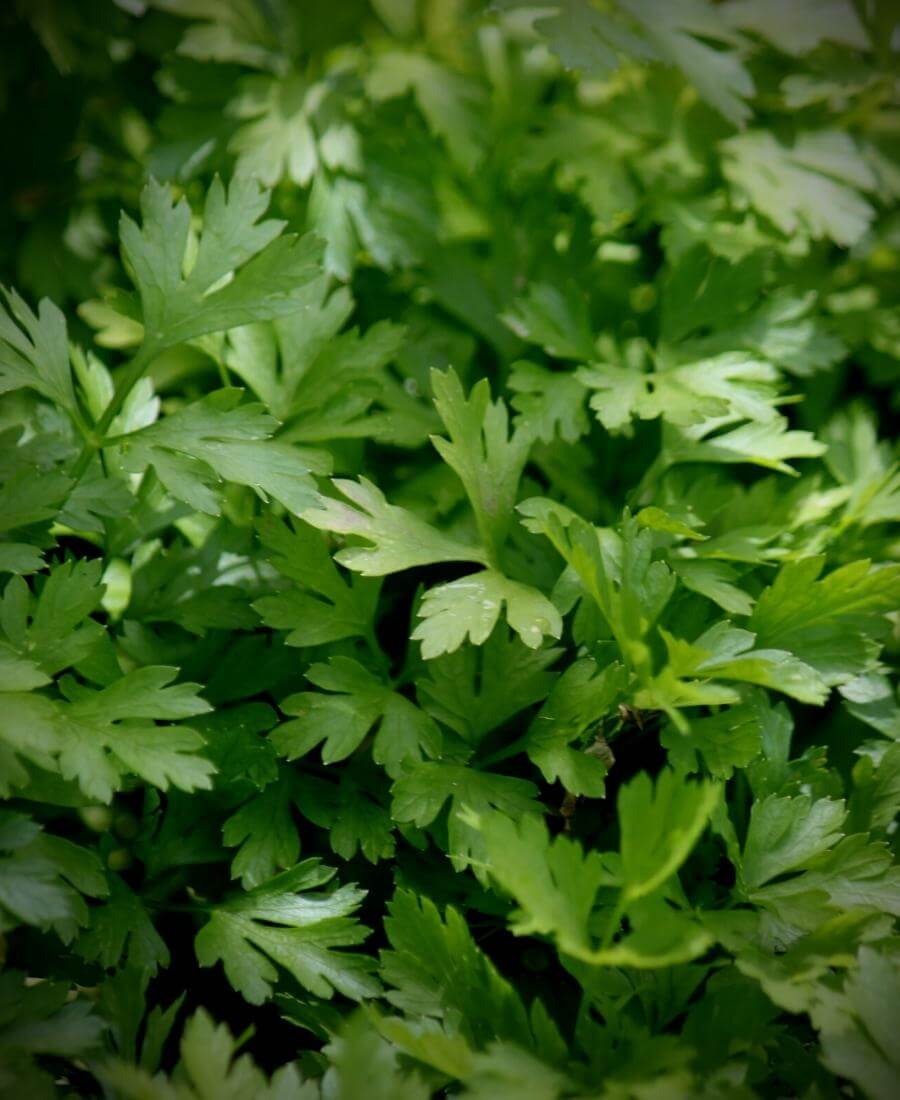 Parsley