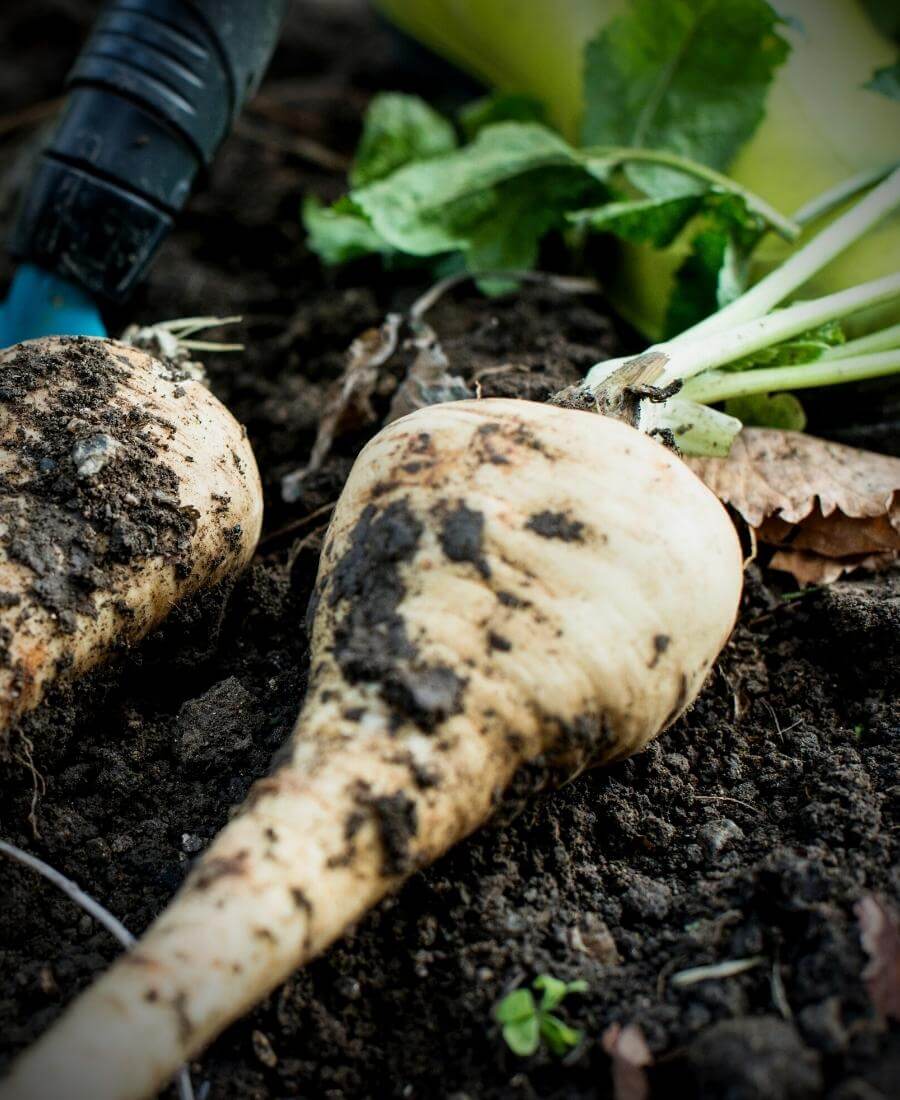 Parsnips