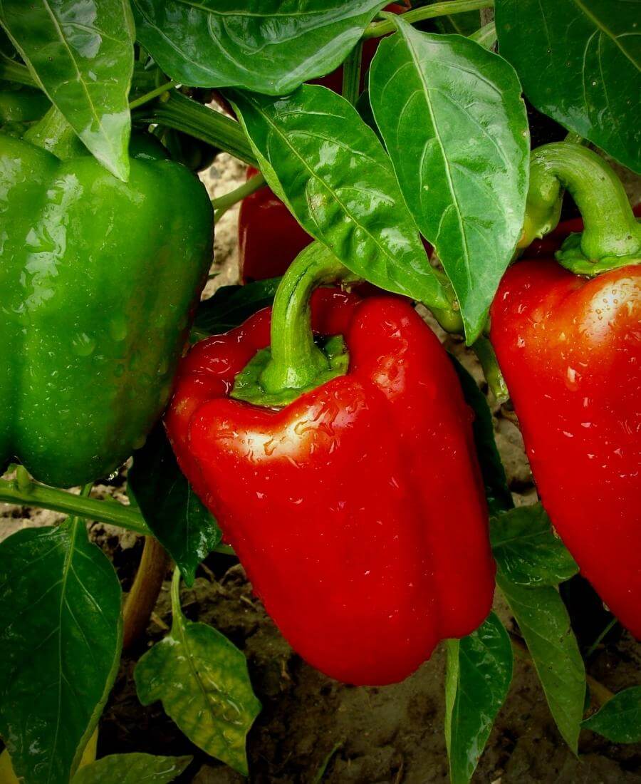 Peppers