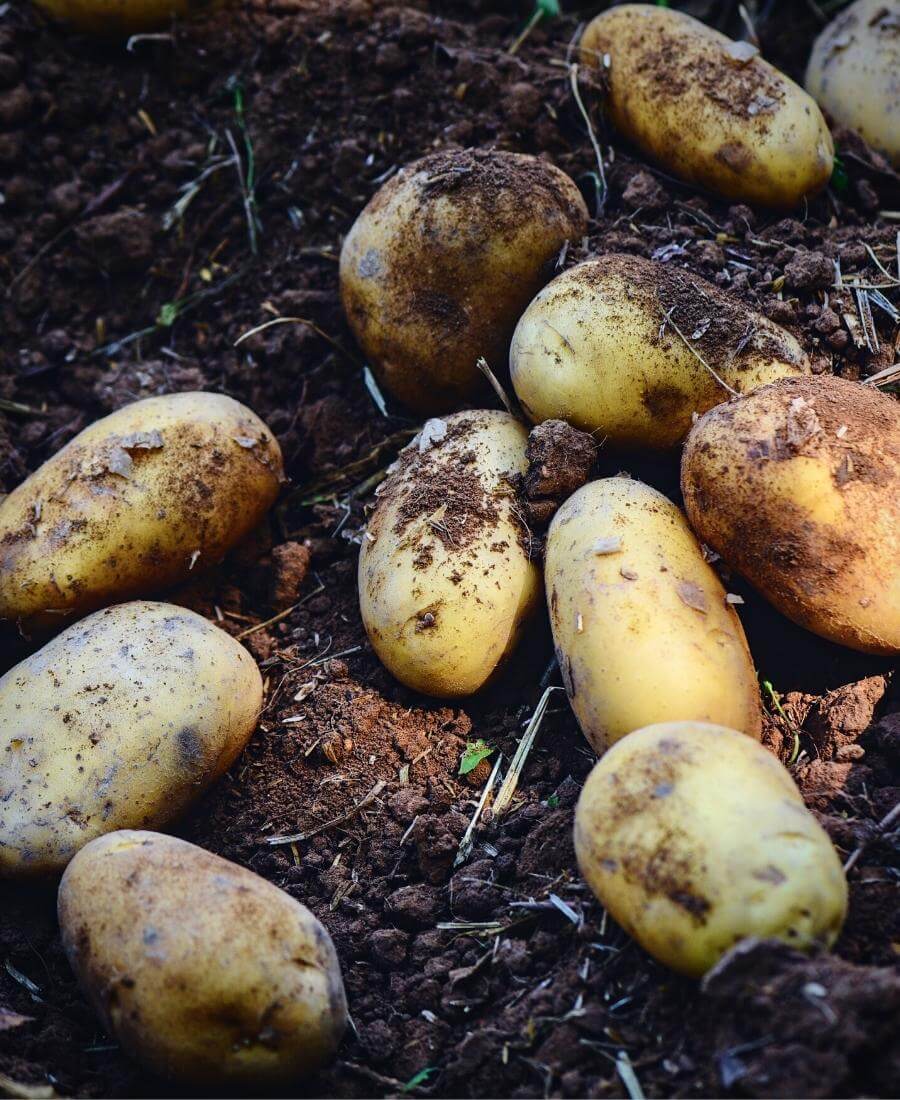 Potatoes