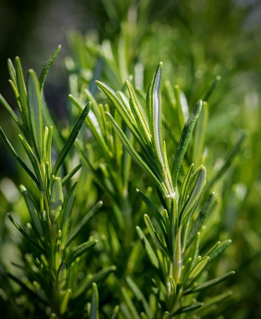Rosemary