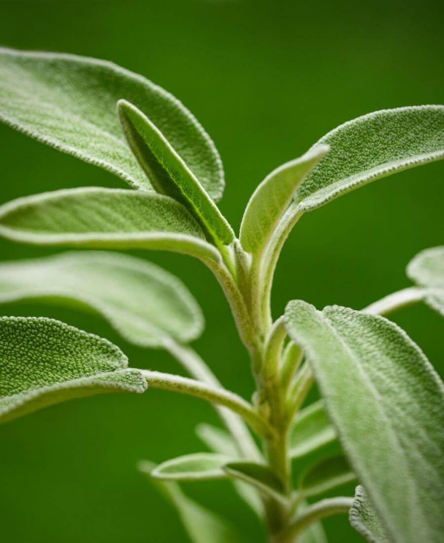 Sage