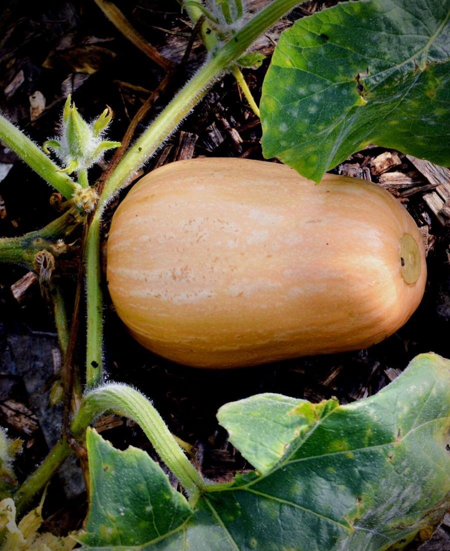 Squash